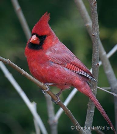 Cardinal On A Branch_24791.jpg - Northern Cardinal (Cardinalis cardinalis) photographed at Ottawa, Ontario, Canada.